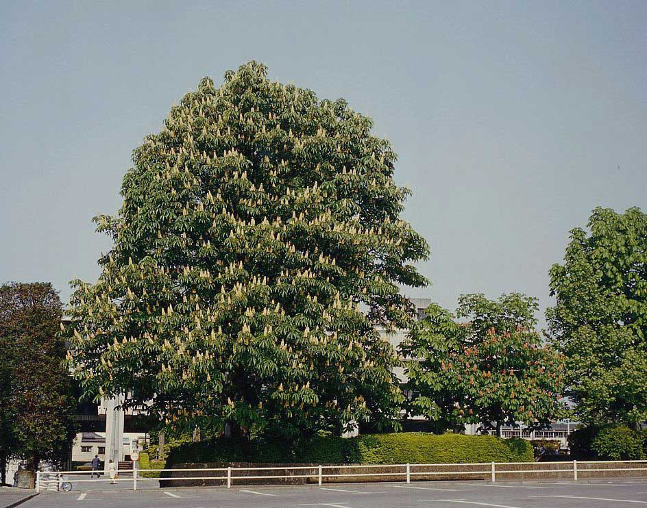 栃木県 トチノキ