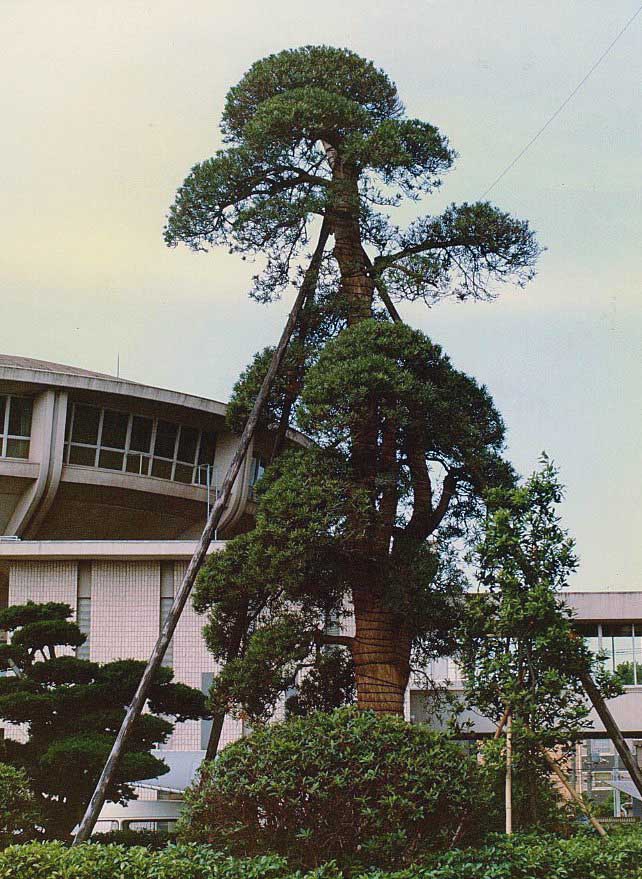 千葉県 マキ