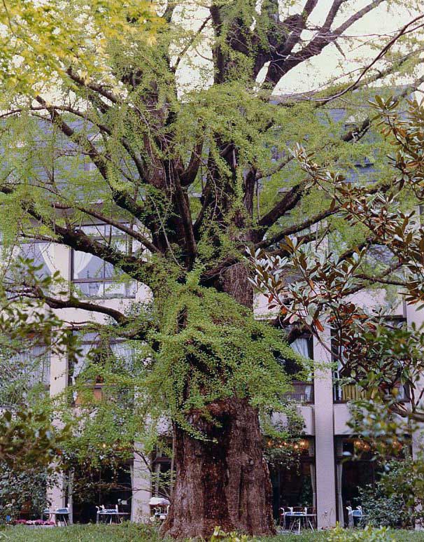 東京都 イチョウ