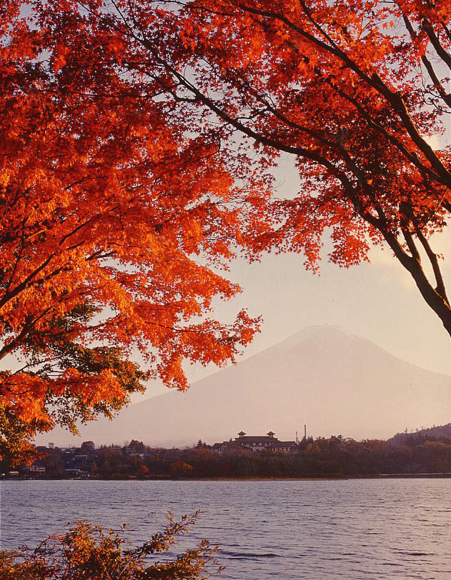 山梨県 カエデ