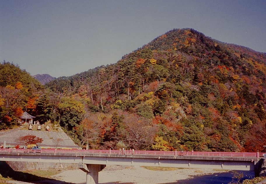 滋賀県 もみじ