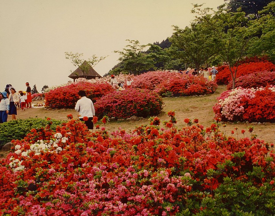 福岡県 つつじ