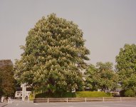 トチノキとその花