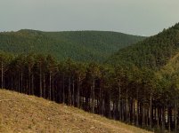 長崎県の県木