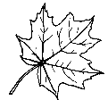 maple 