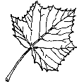 sycamore