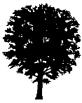 elm 