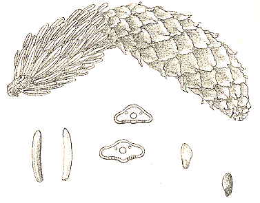 大正画-たうひ