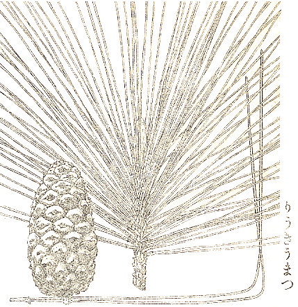 大正画-りうきうまつ