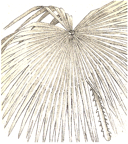 大正画-びろう