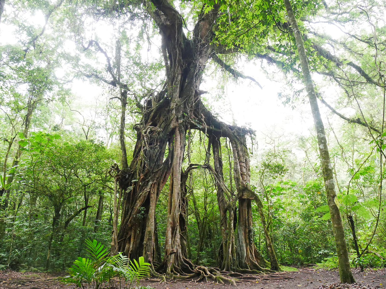 フィトンチッドを感じるエカ・カリヤ植物園