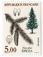 Picea abies 