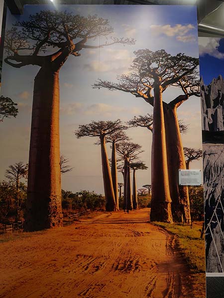 万博赤道マダガスカル館