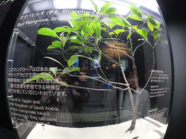 サウジアラビア