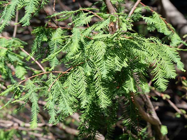 関西万博アメリカ館