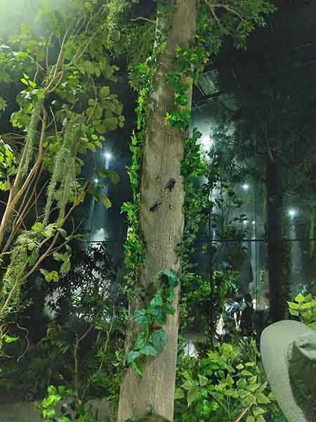2025万博住友館