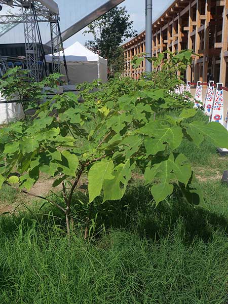 関西万博ポップアップ北