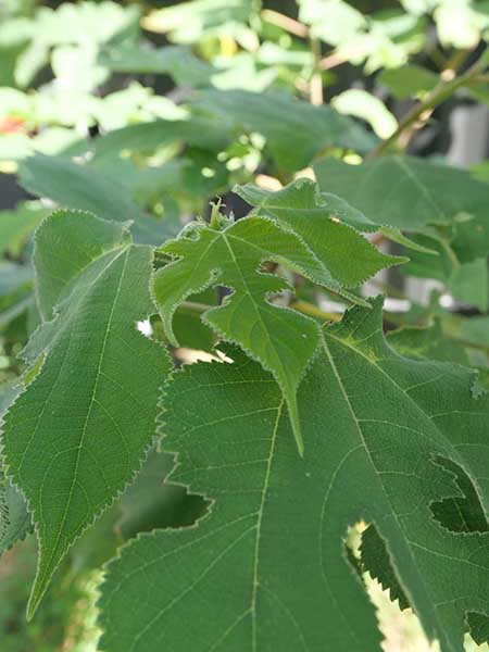関西万博ポップアップ北