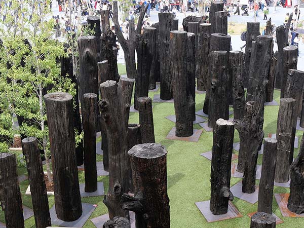 文明の森オーク亜化石