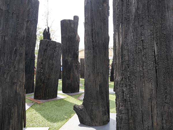 古代の森オーク亜化石