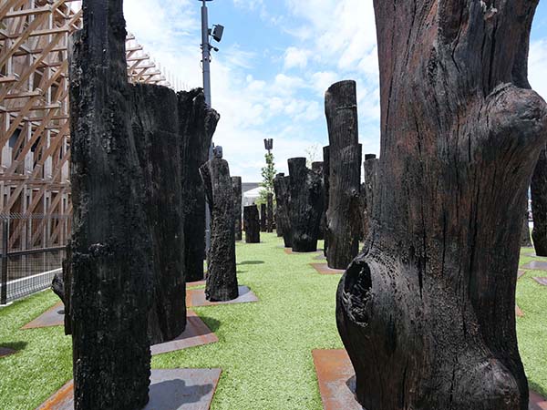 古代の森オーク亜化石