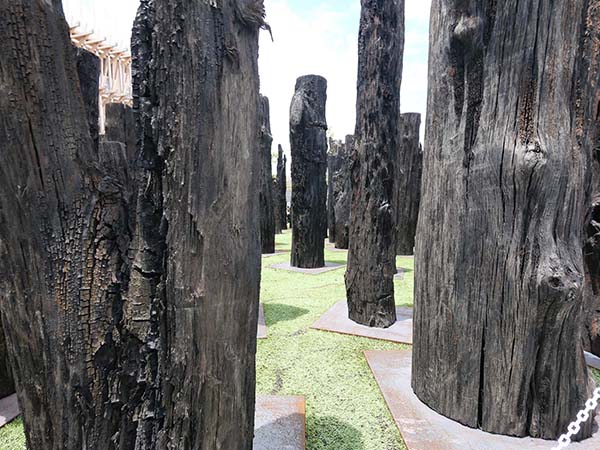 古代の森オーク亜化石