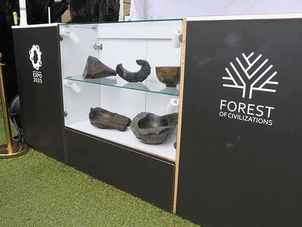 関西万博オーク亜化石