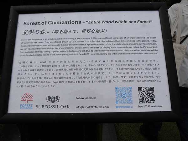 関西万博オーク亜化石