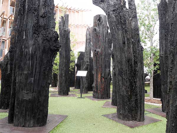 関西万博オーク亜化石