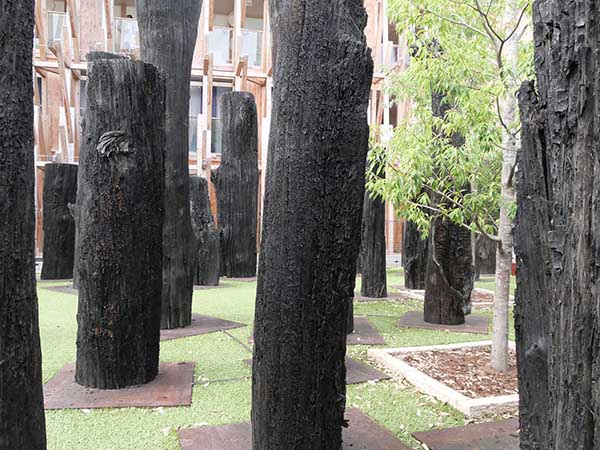 関西万博オーク亜化石