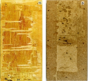 合板、PBの食害