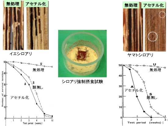 木材の化学修飾