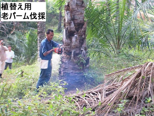 植え替え用老パーム伐採