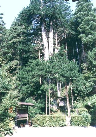 甘泉寺のコウヤマキ