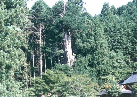 甘泉寺のコウヤマキ