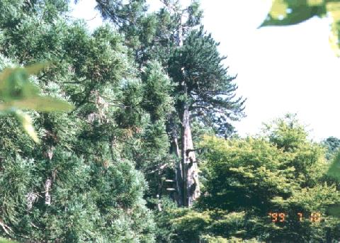 甘泉寺のコウヤマキ