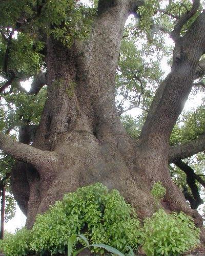 清田の大クス 