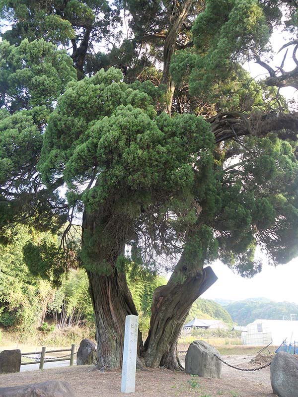 北吉井のビャクシン