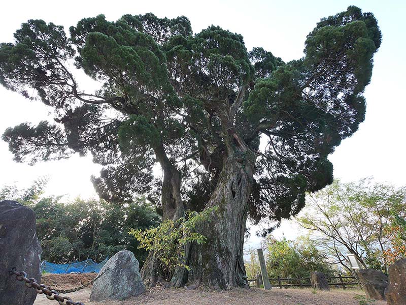 北吉井のビャクシン