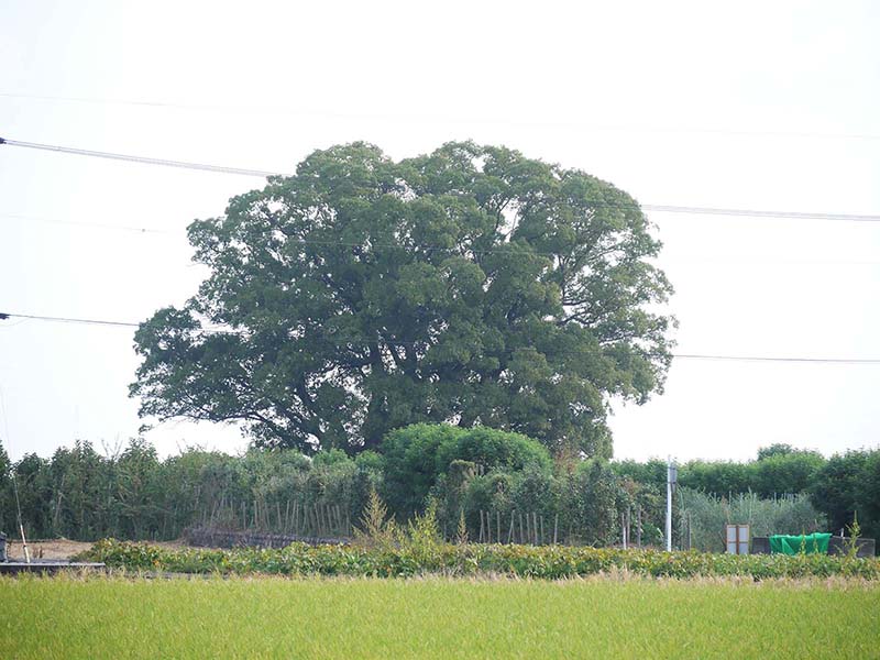 土居の大楠