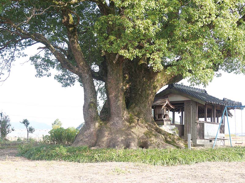 土居の大楠