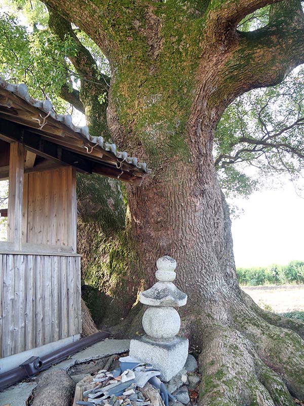 土居の大楠