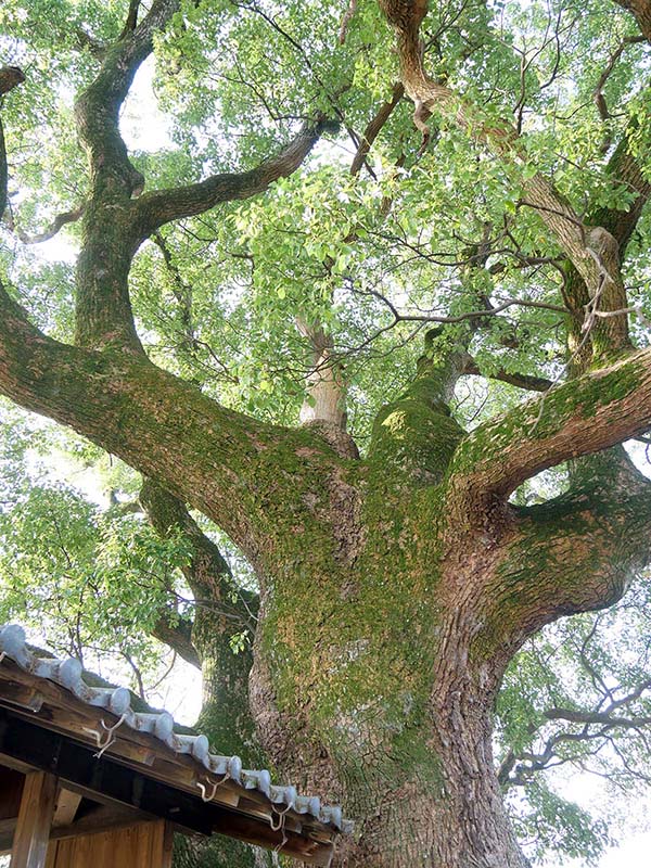 土居の大楠