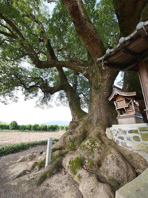 土居の大楠