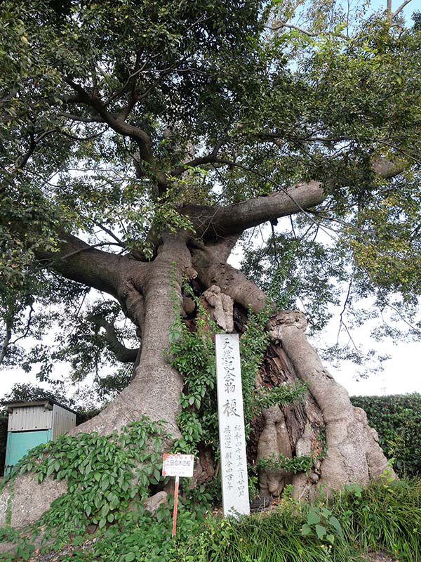 土田之木の榎