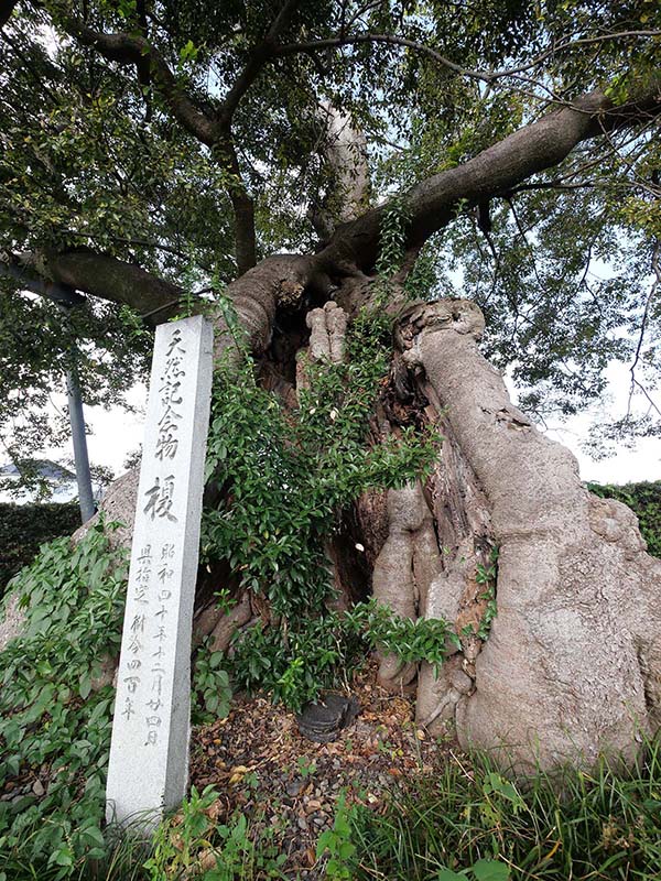 土田之木の榎