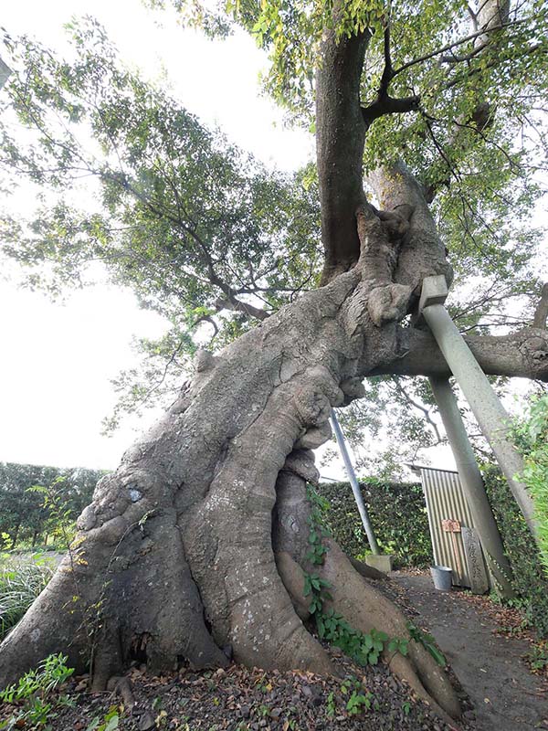 土田之木の榎