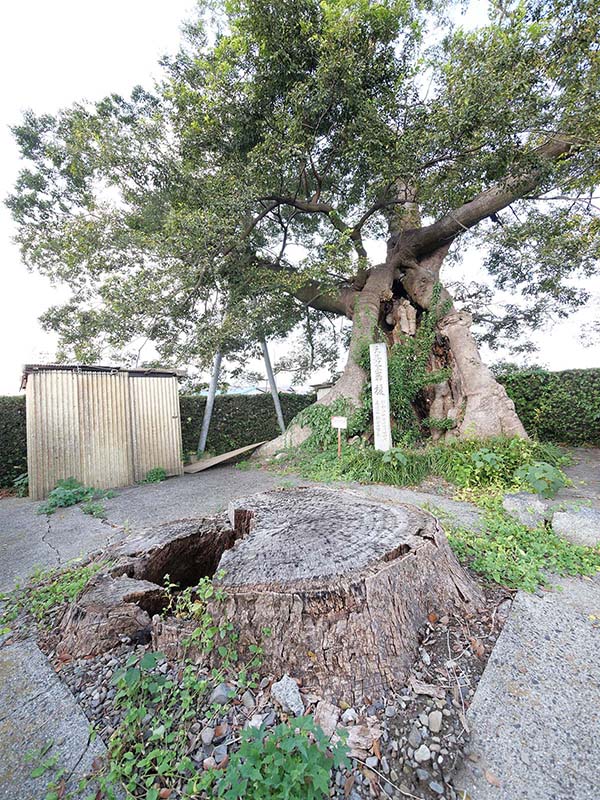 土田之木の榎