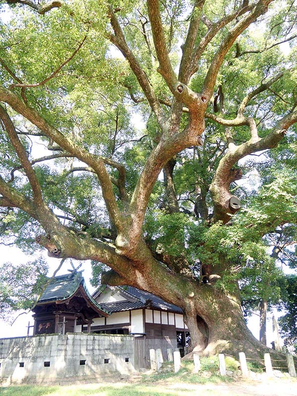 天満神社の大楠