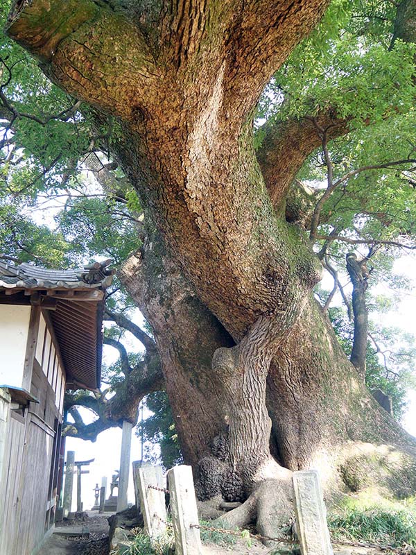 天満神社の大楠